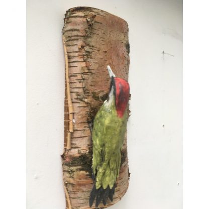 Woody the Green Woodpecker