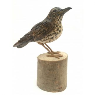 Skye the Song Thrush