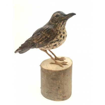 Skye the Song Thrush