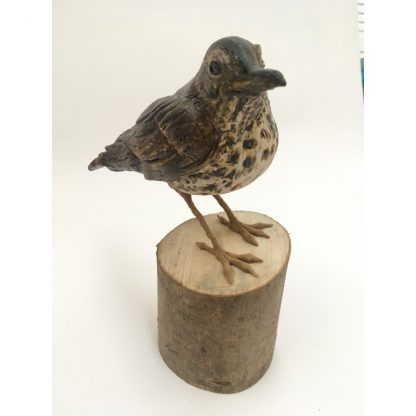 Skye the Song Thrush