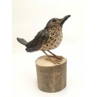 Harris the Song Thrush