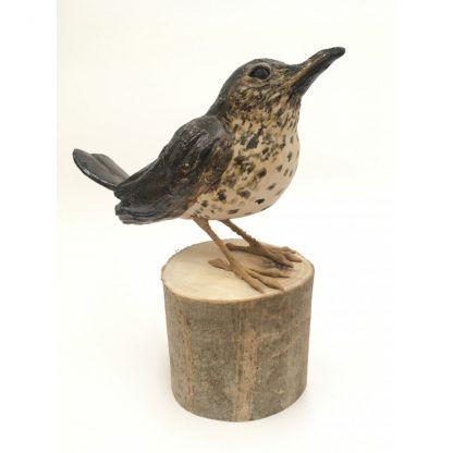 Harris the Song Thrush